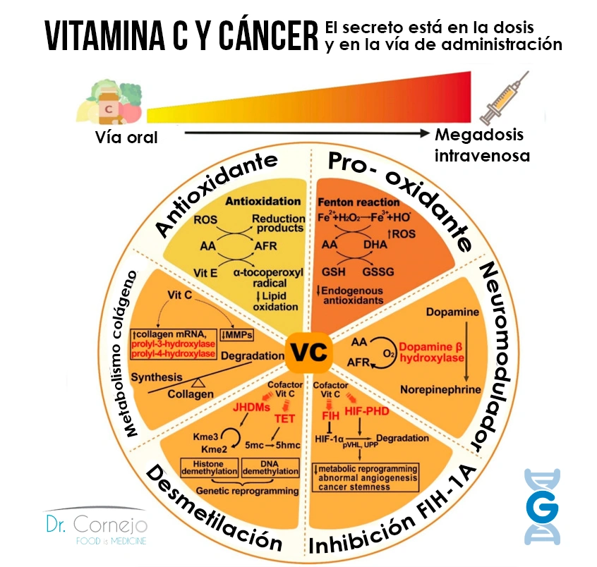 Vitamina C y Cáncer El secreto está en la dosis